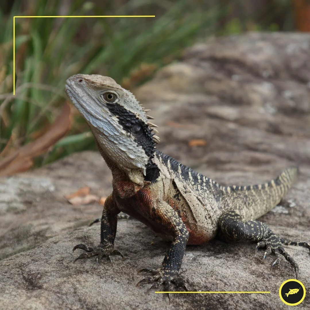 Love walking? Want to meet other walkers? Join us next Saturday for our second free Community Walk 🤗
Starting at Rose Bay Wharf, enjoy a leisurely 6.6km walk along the harbour foreshore, to Rushcutters Bay where we’ll finish with a coffee at