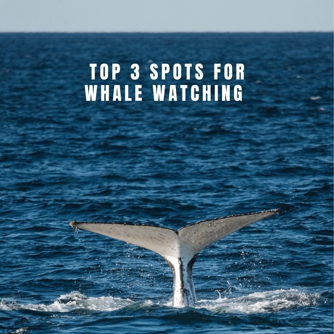 🐋 👀Get out your binoculars 🐋👀
Here’s the top 3 spots along the Bondi to Manly Walk to whale watch
1. North Head, Manly
2. South Head, Watsons Bay
3. Clarke Reserve, Vaucluse 
Known as the Humpback Highway, the stretch of NSW East Coast s