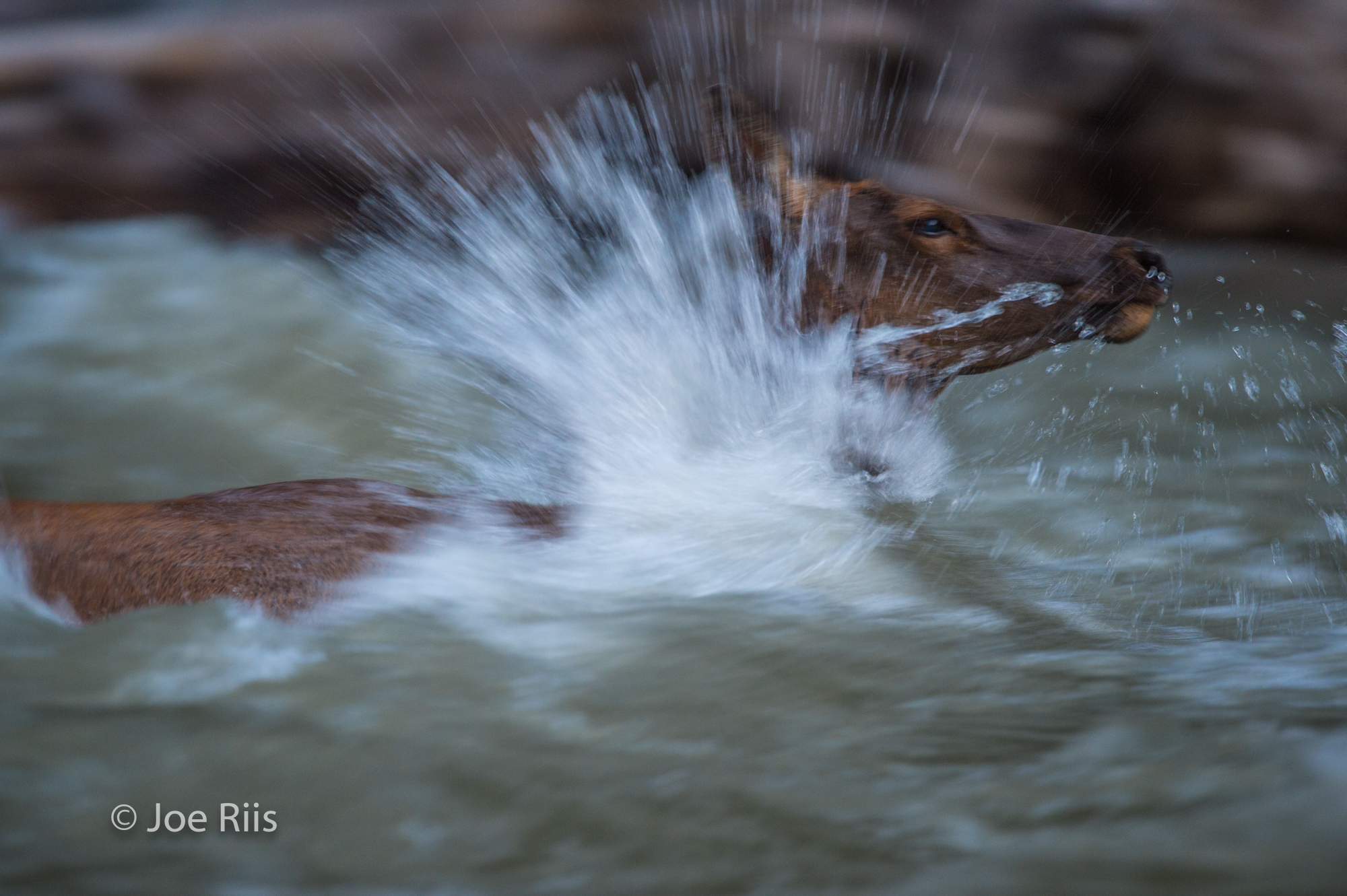 The natural world presents many challenges along these hooved mammal's migration routes. Here, a cow elk swims through the South Fork of the Shoshone River while it is pulsing from spring snowmelt.