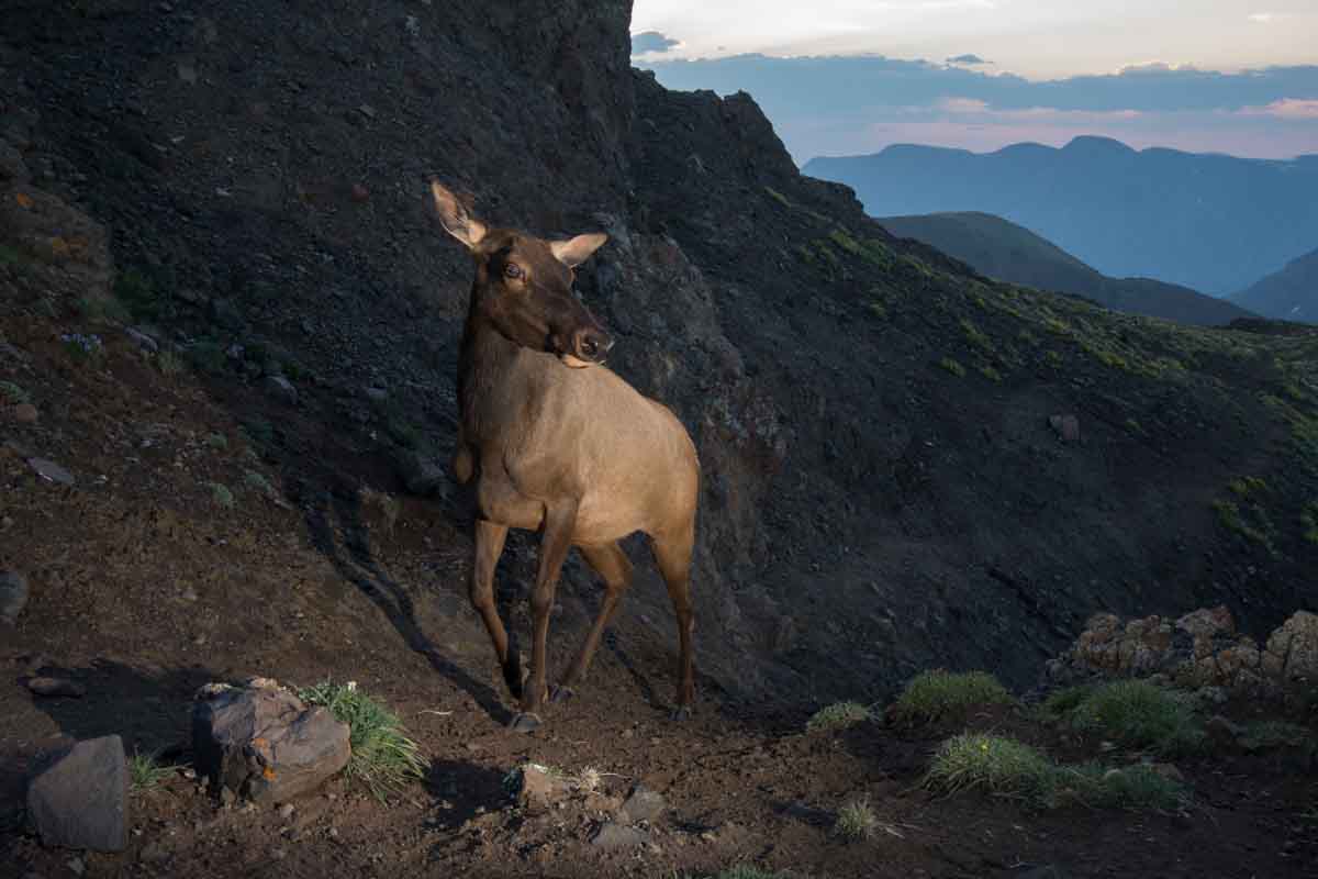 ELK_140718_11130.jpg