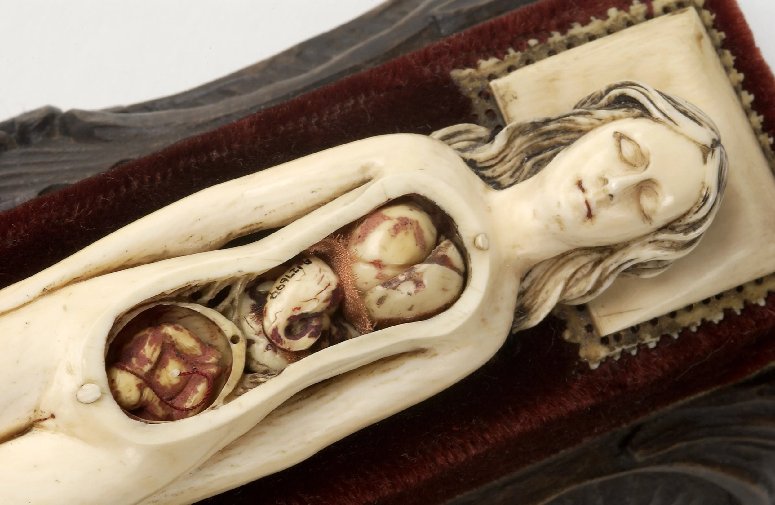 ivory anatomical model .jpeg