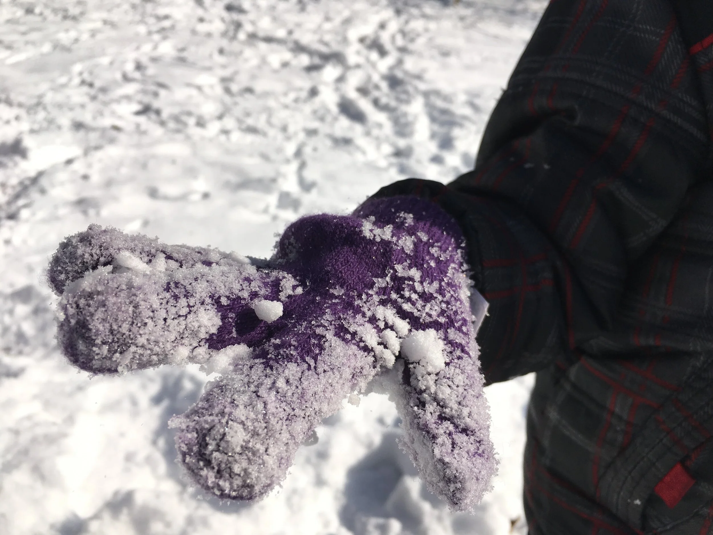 Winter Saturdays 10:00 am to Noon, North Woods