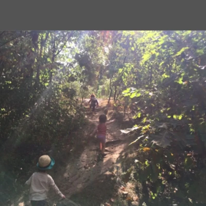 Forests Make You Feel Good. Here's Why. 