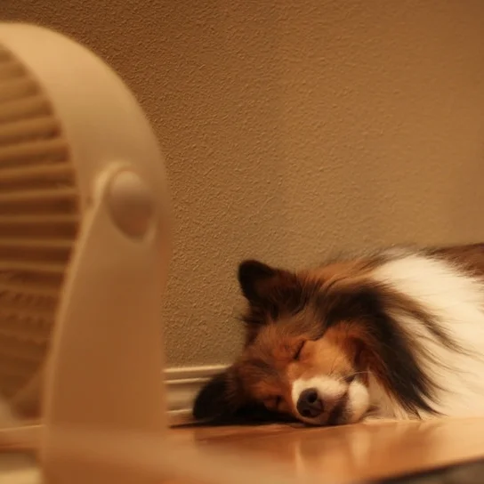 Dog sleeping on the a/c vent in front of a fan.