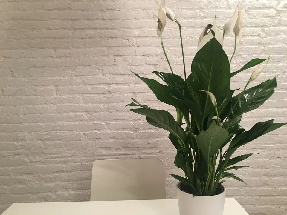 plants4.jpg