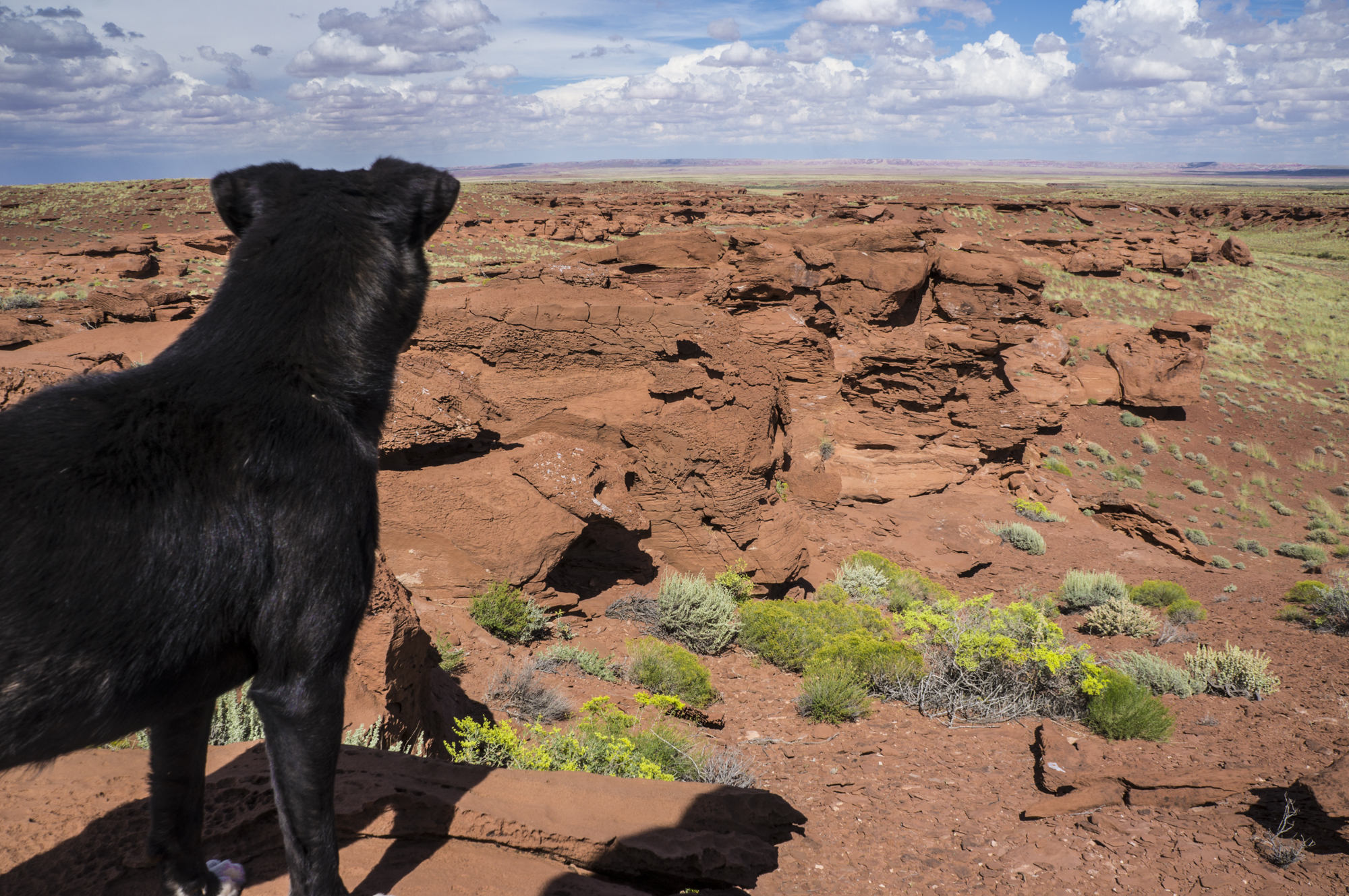  Chandlee Begay, Reservation Dog, 2015, Ink Jet Luster Print 