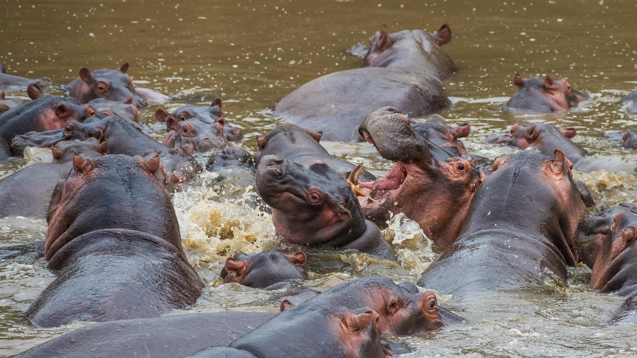 Hippo Fight, Mara Triangle