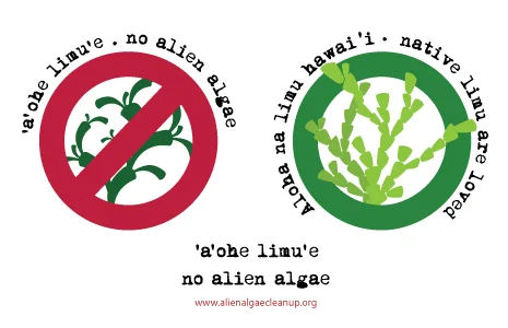 no_alien_alg.jpg