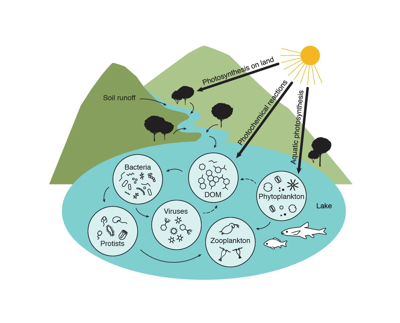 The aquatic food web - from sunlight to microbes