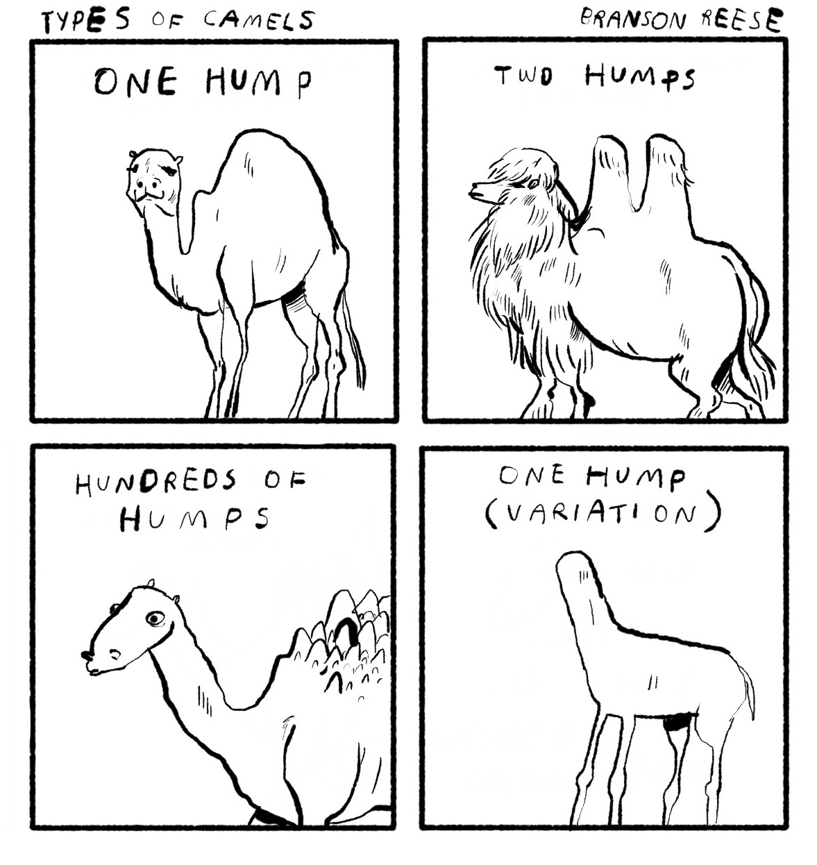 Types of Camels