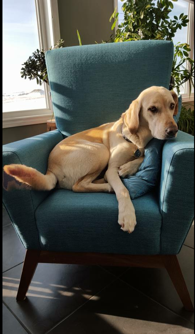  The pets know a good chair when they see one! 