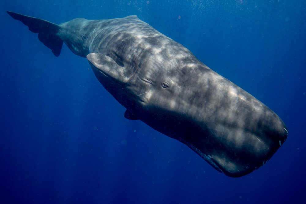 Swim with Sperm Whales in Dominica — Caine Delacy