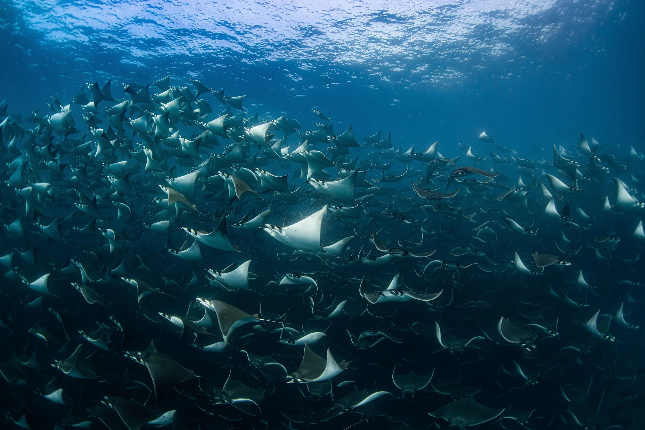 Mobula Ray and Orca Expedition