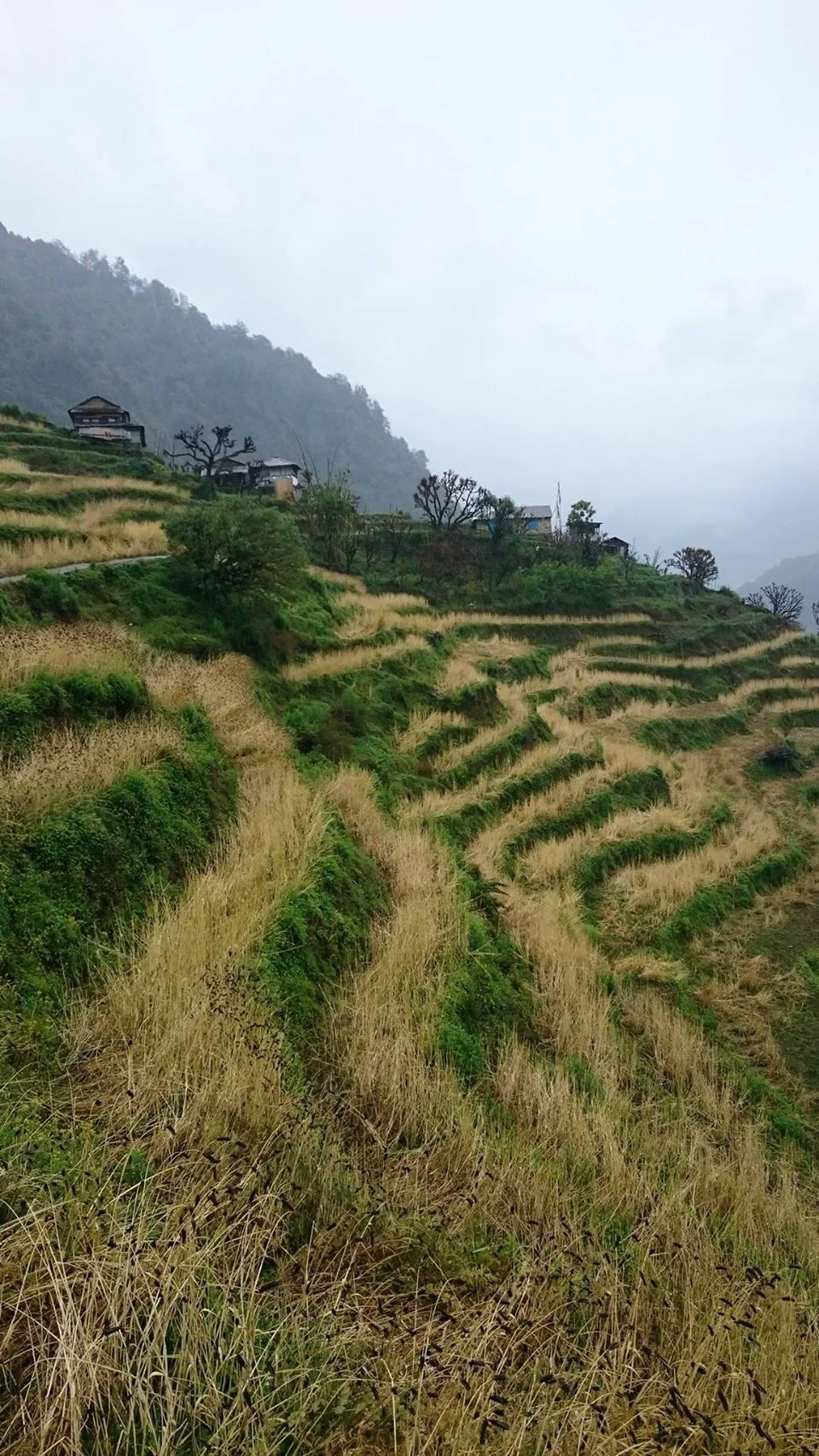 Ngang qua cánh đồng lúa mạch đang độ chín vàng.