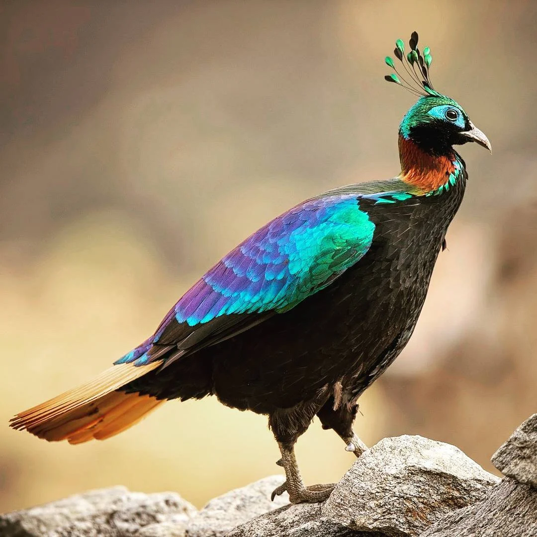 Nepal National Bird By krisblachow