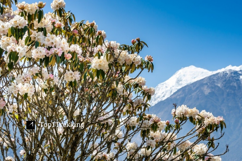 Hoa đỗ quyên trắng ở vùng Langtang