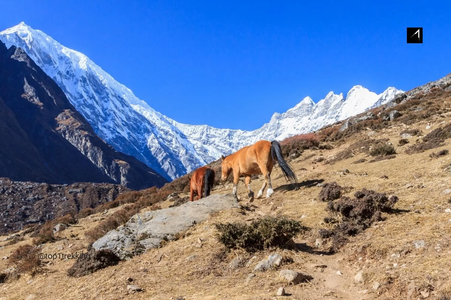 Langtang Valley Trek: Most beautiful valley in the world