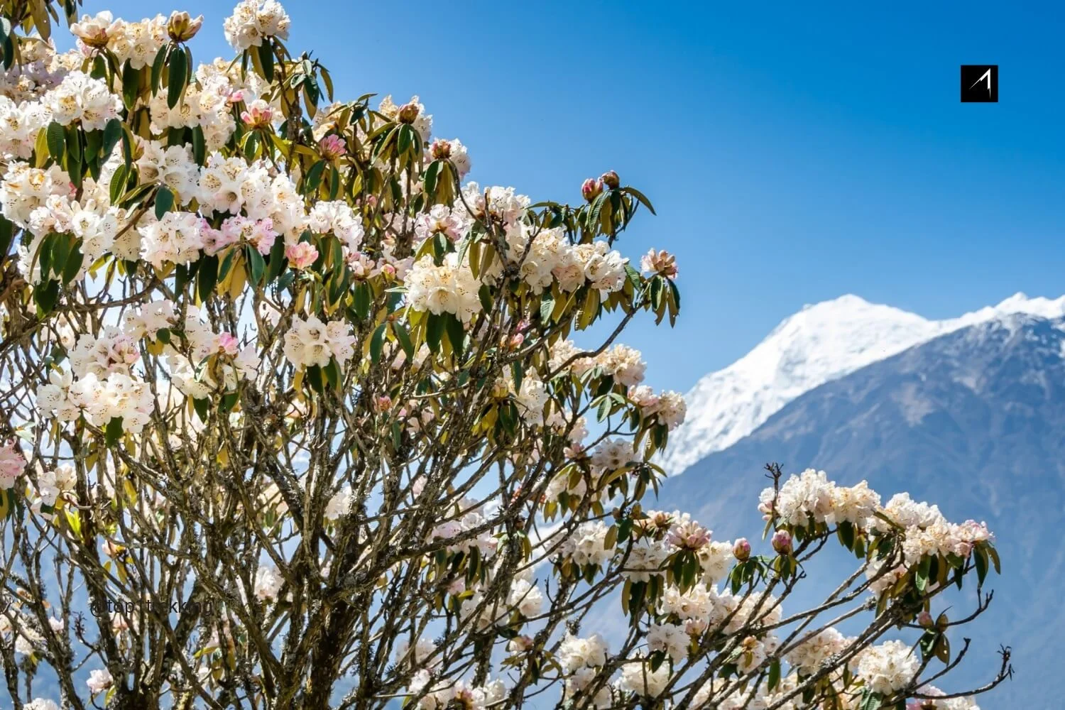 Langtang valley and Rhododendron .jpg