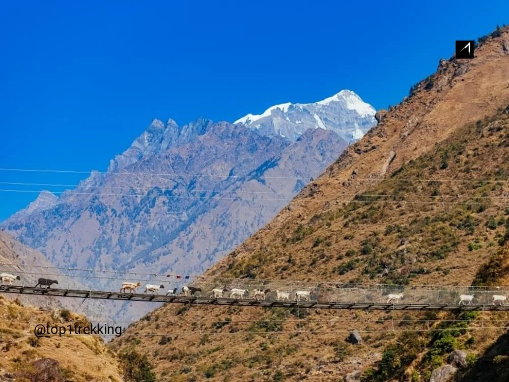 Goat caravan passing suspension bridge in Manaslu Restricted Area