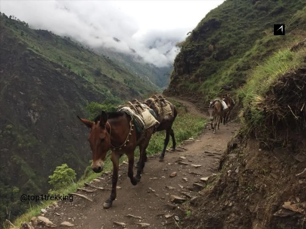 Donkey passing the small trail in Manaslu Restricted Area