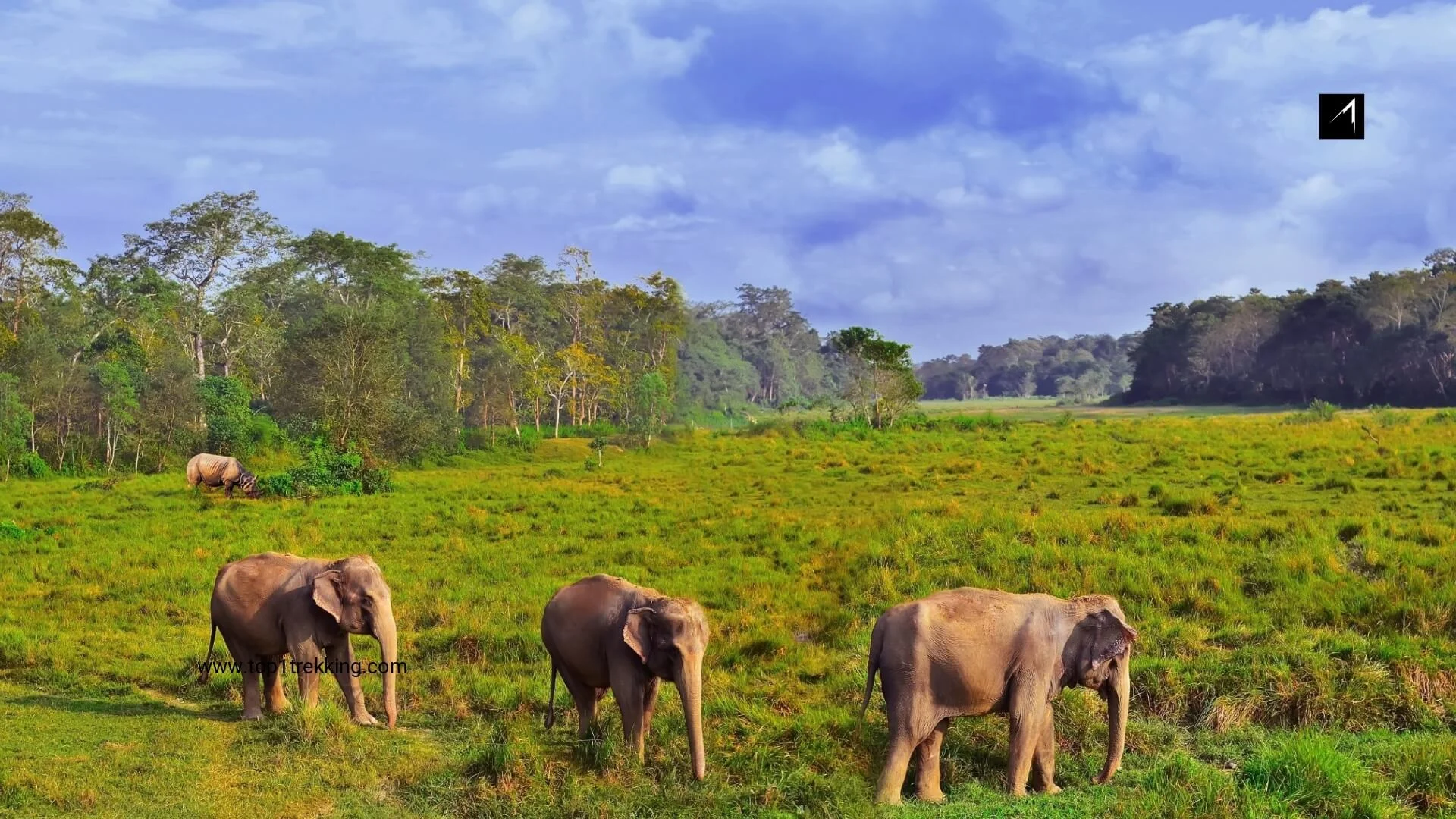 Voi - Chitwan