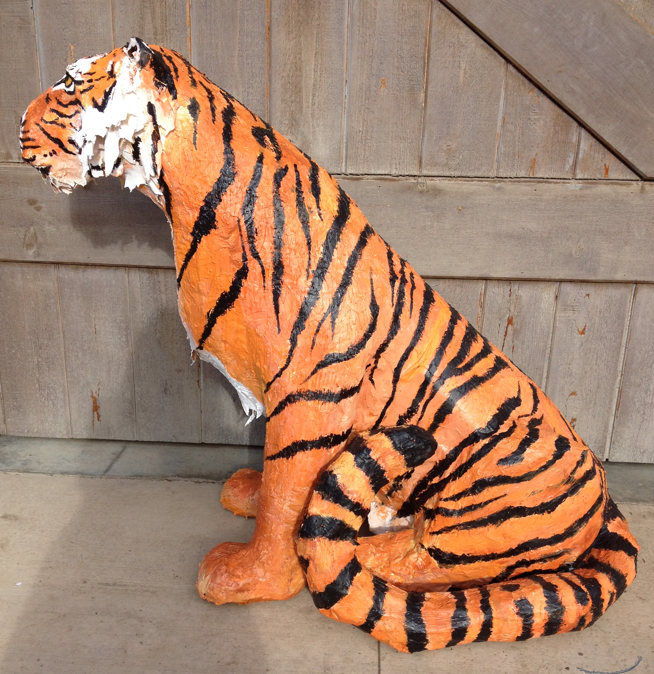 Tiger side view