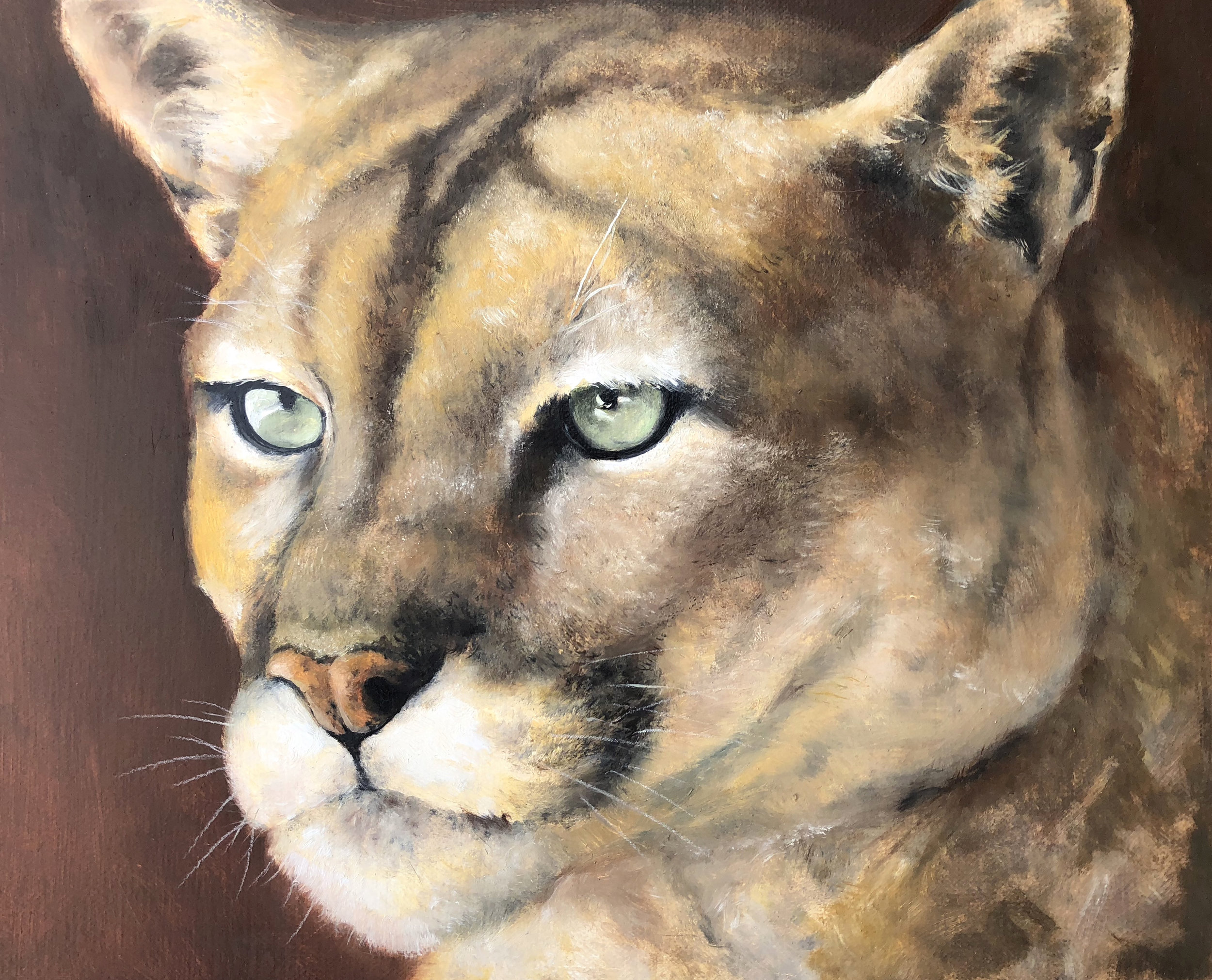 Mountain Lion Study