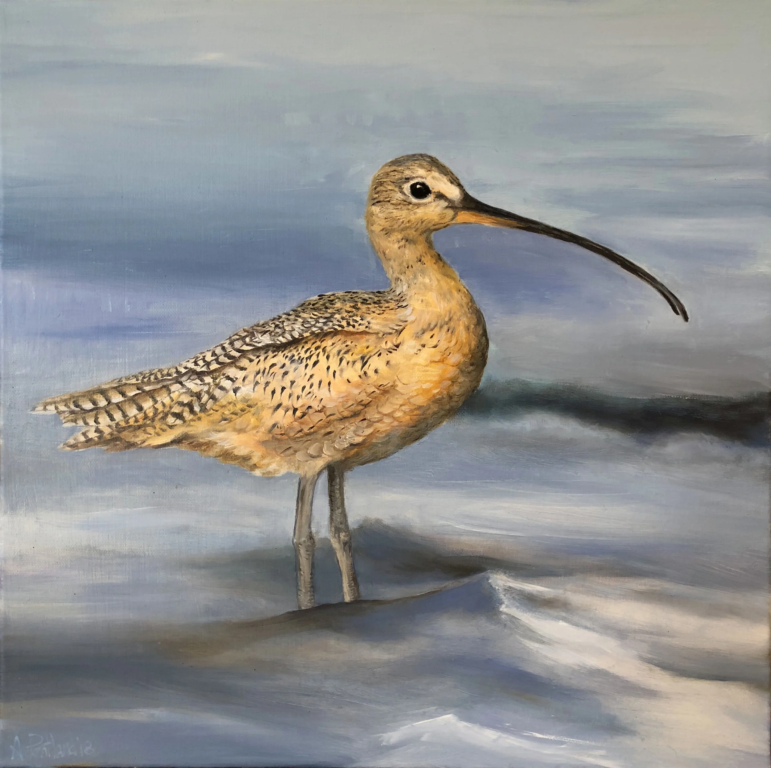 Long-billed Curlew