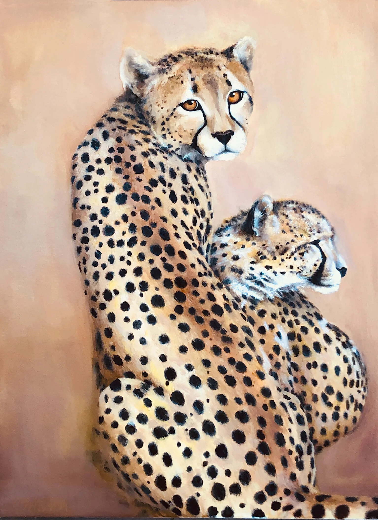 Cheetahs (For Safari West Auction)