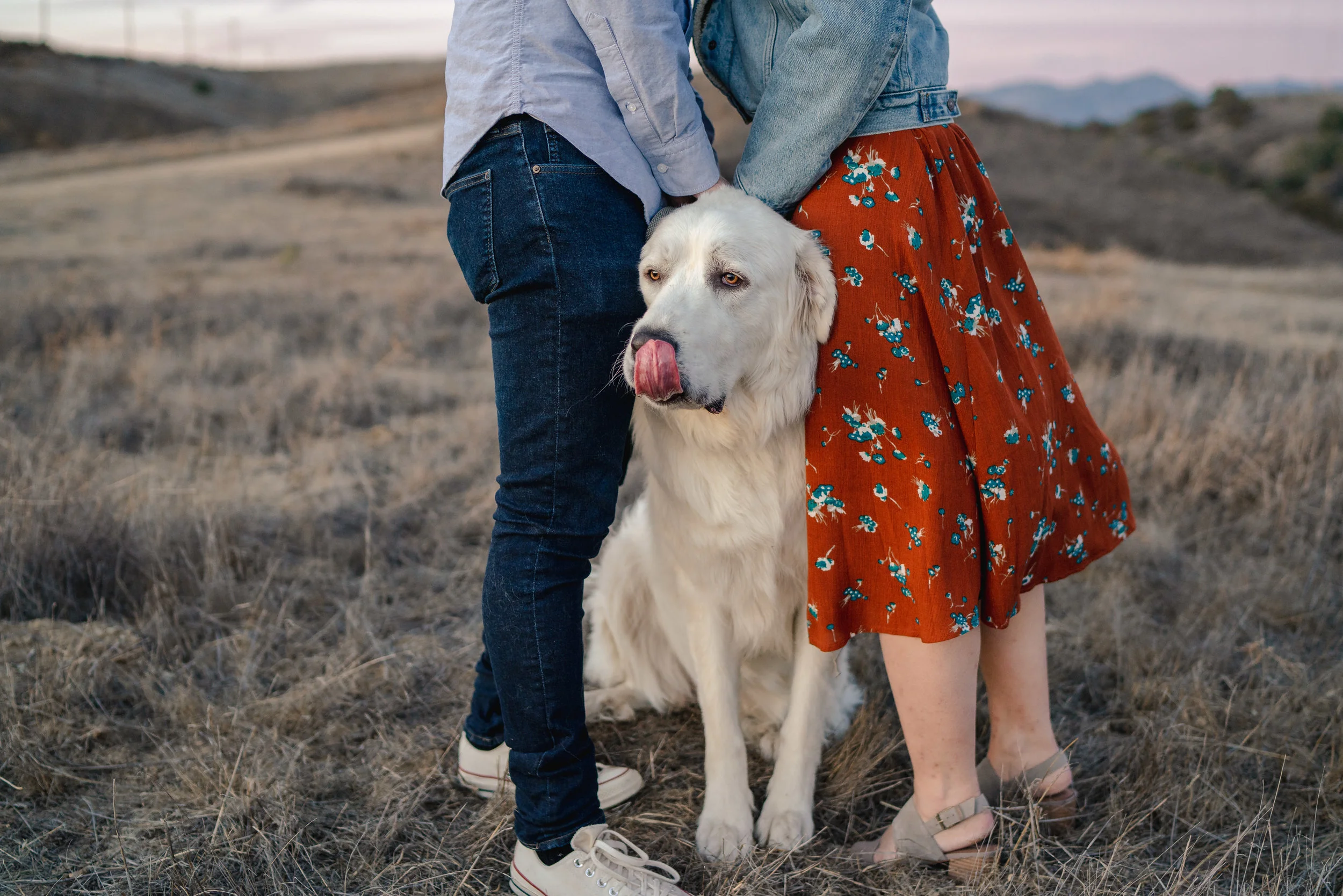 Let him in on the secret and prepare your pooch for an addition to his pack.   Source: Unsplash.