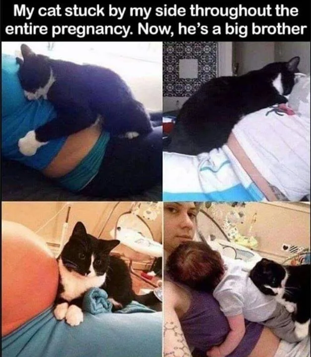 #CatGoals right here…   Source: Unknown.