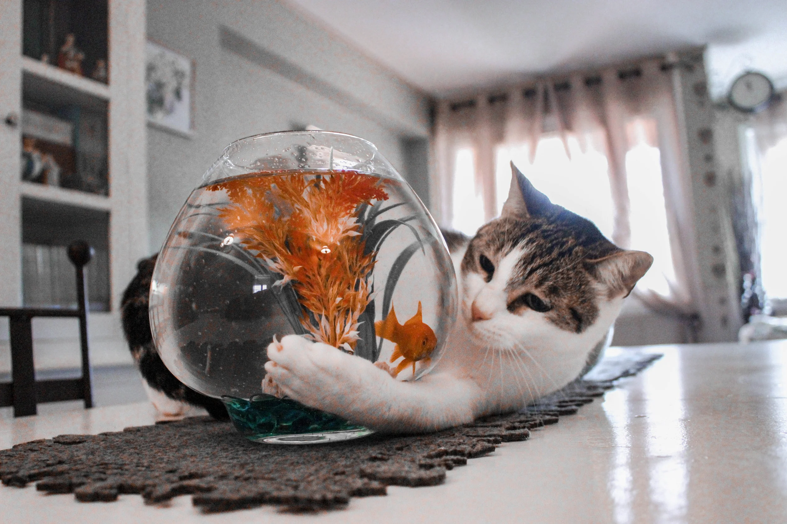 The kids won’t be the only ones enjoying a pet fish!  Source: Photo by    Hannah Reding    on    Unsplash   .