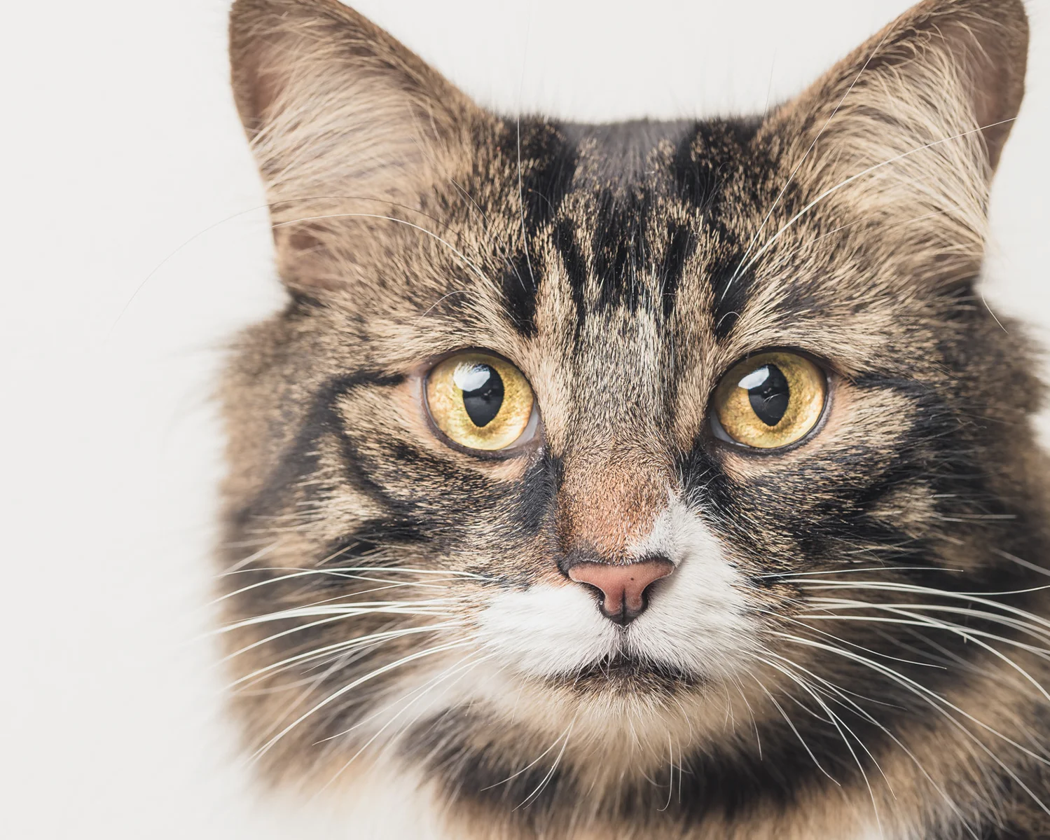 cat-photography.jpg