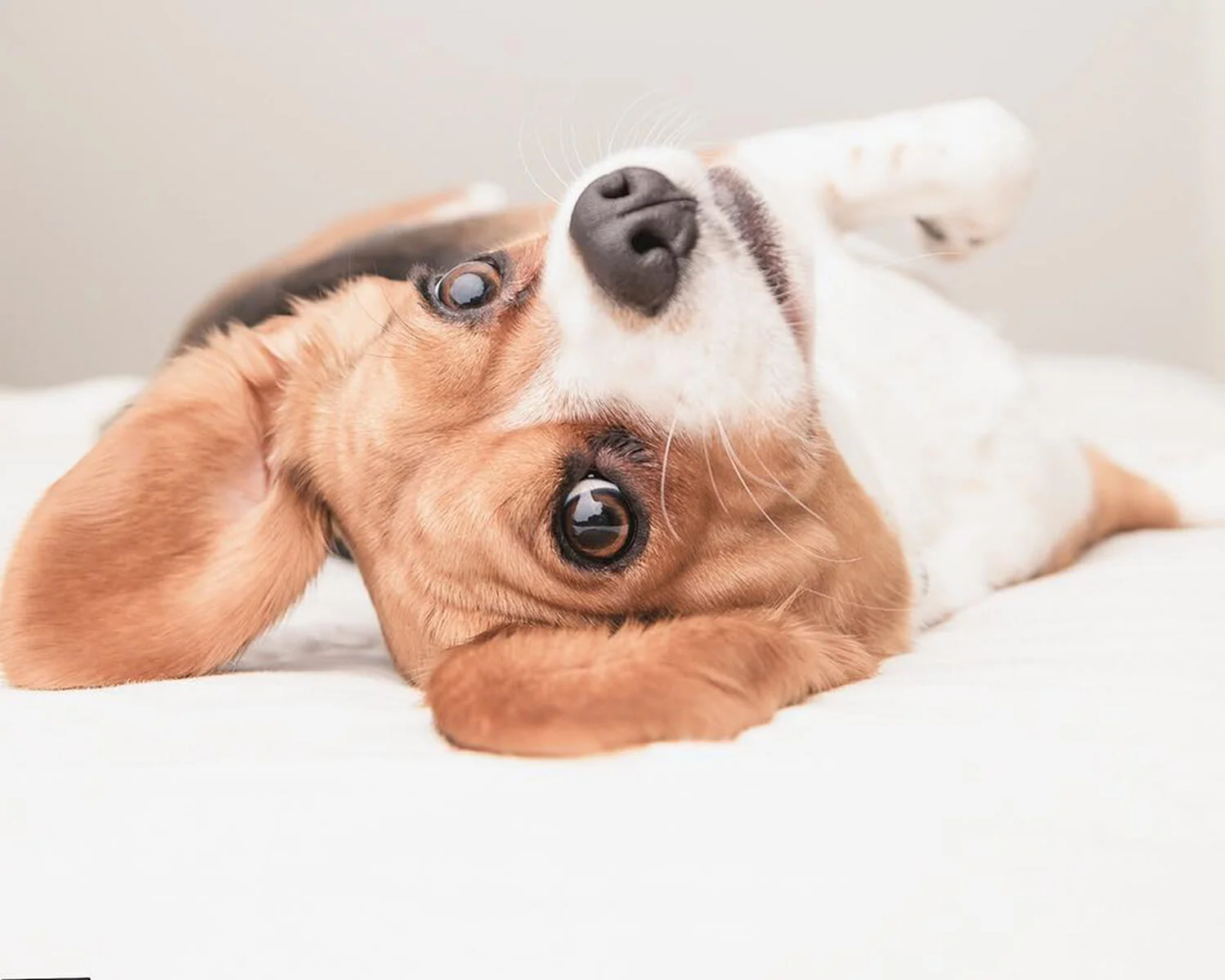 dog-photographer.jpg