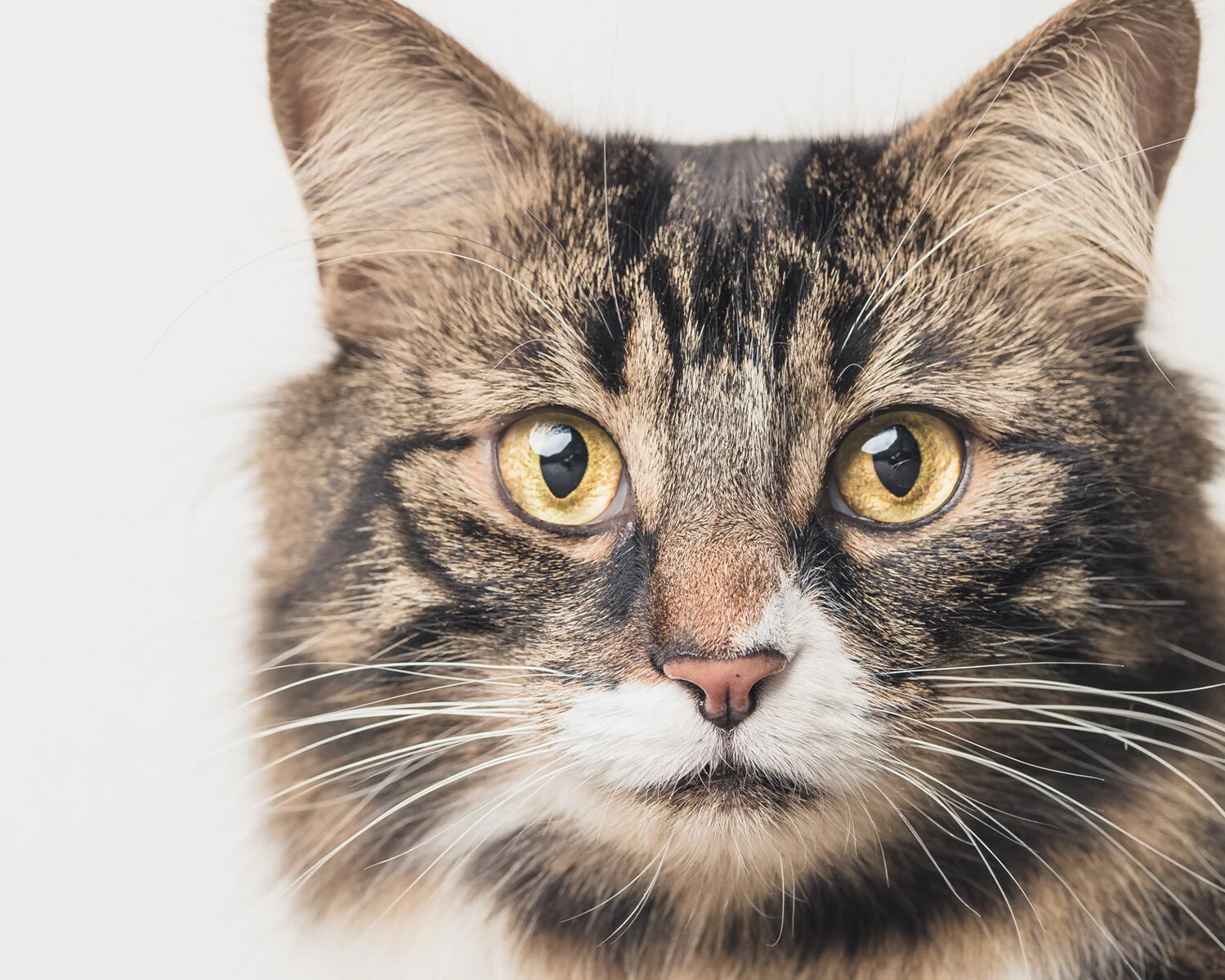 cat-photography.jpg