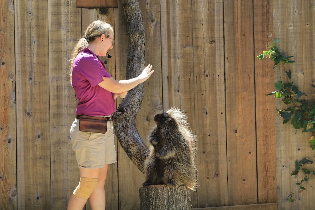 Turtle Bay Porcupine.jpg