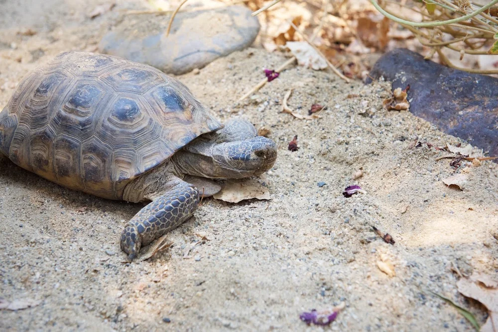 California Desert Tortoise Turtle Bay