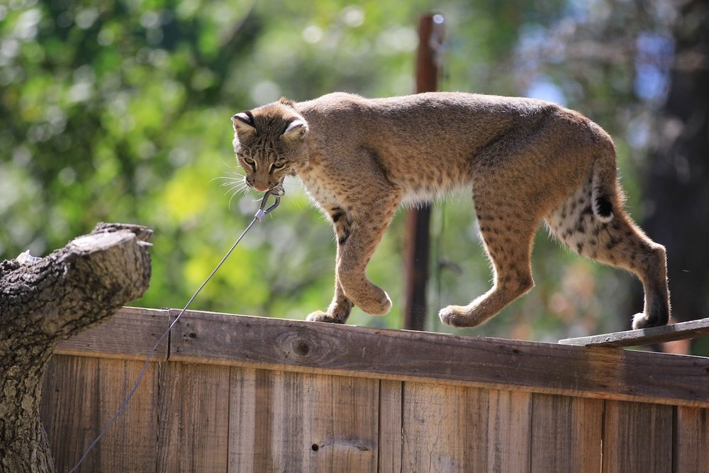 Bobcat — Turtle Bay Bobcat — Turtle Bay
