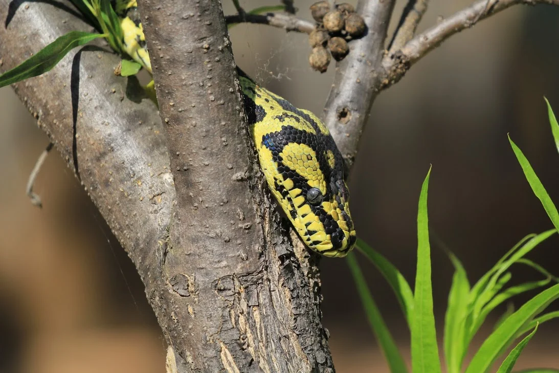 Jungle Carpet Python Turtle Bay