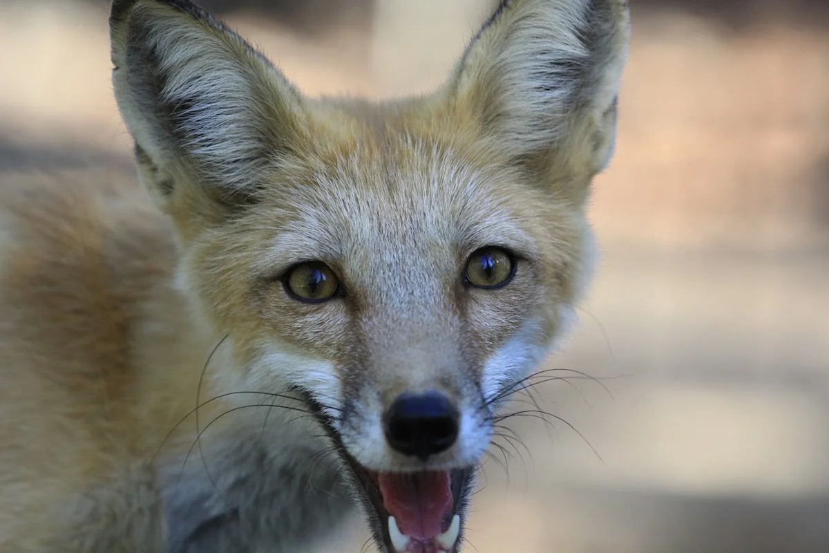 Red Fox Turtle Bay