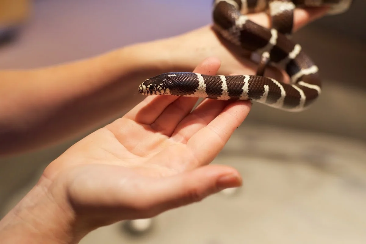 California Common Kingsnake — Turtle Bay