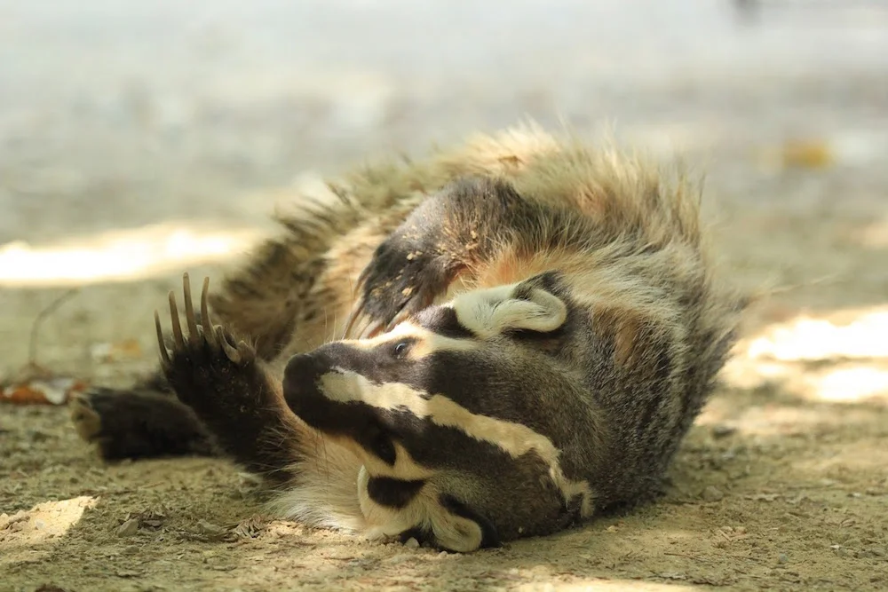 Turtle Bay America Badger.jpg