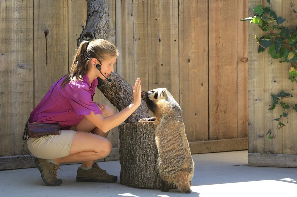 Turtle Bay Exploration Park Animal Show.jpg