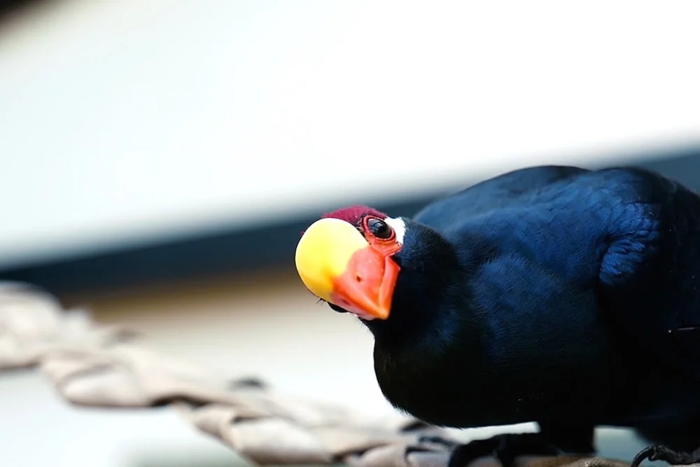 Turtle Bay Parrot Playhouse Redding California.jpg