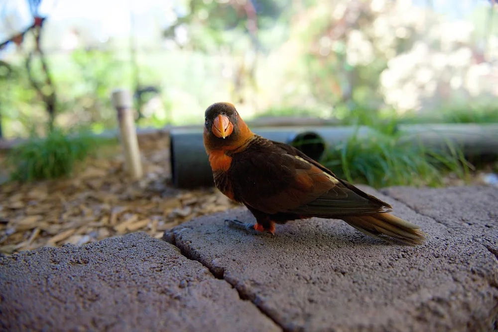Turtle Bay Lorikeets Redding California.jpg