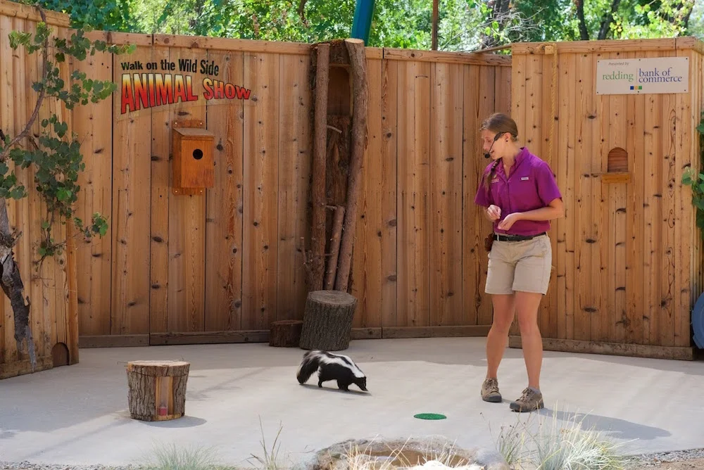 Turtle Bay Animal Show Skunk.jpg