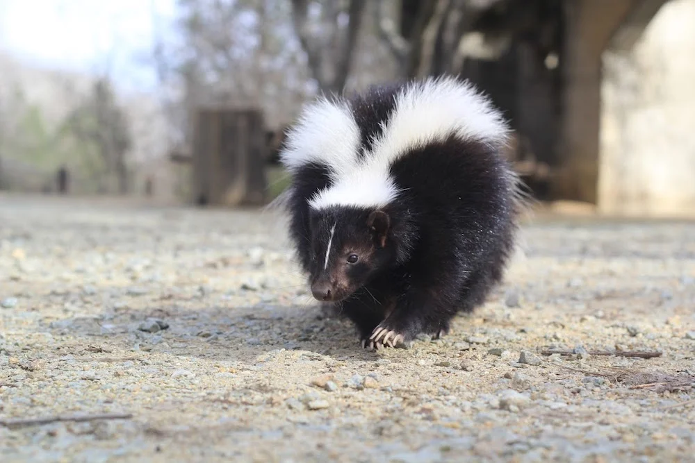 Turtle Bay Museum Sweet Pea Skunk.jpg
