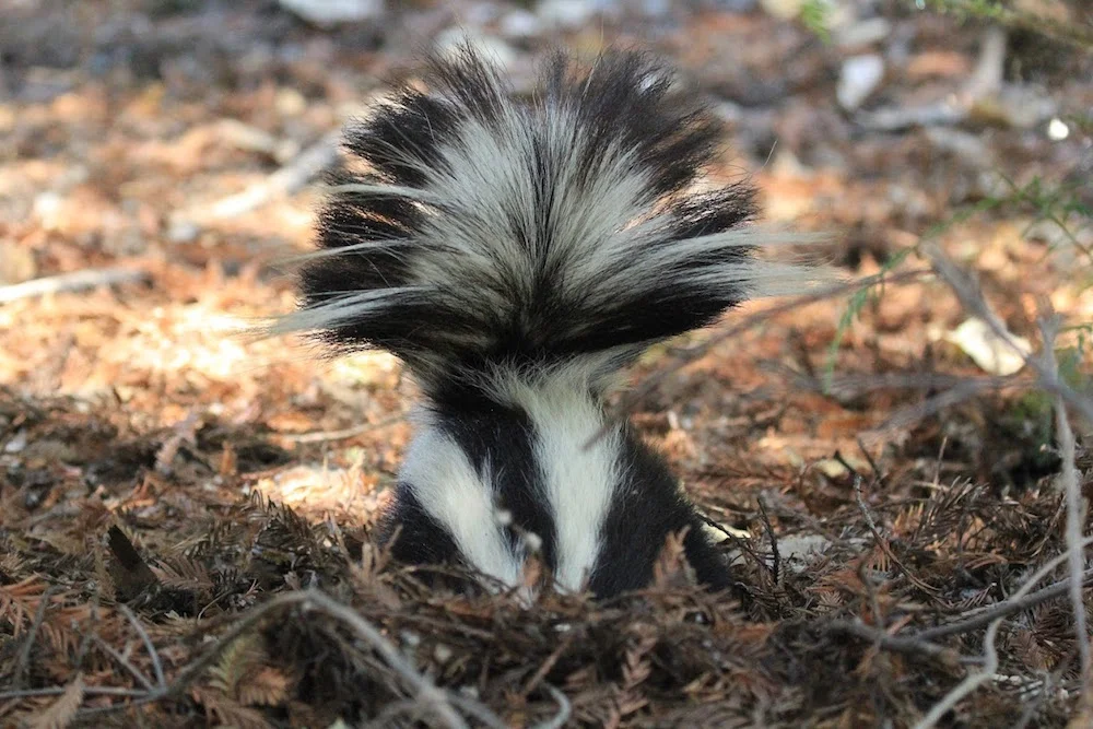 Turtle Bay Exploration Park Sweet Pea Skunk.jpg