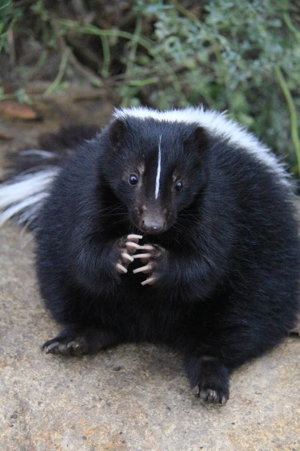 Turtle Bay Exploration Park Striped Skunk.jpg