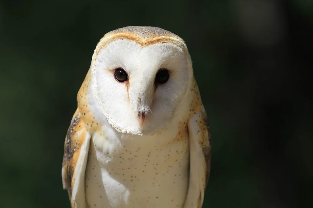 Turlte Bay Animal Show Barn Owl.jpg